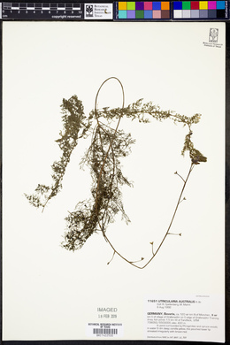 Utricularia australis image