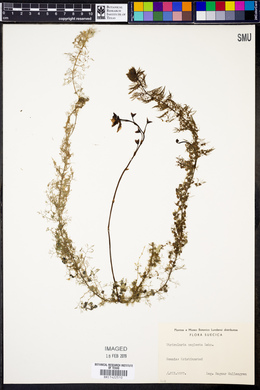 Utricularia australis image