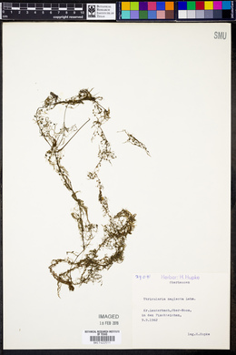 Utricularia australis image