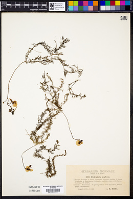 Utricularia australis image