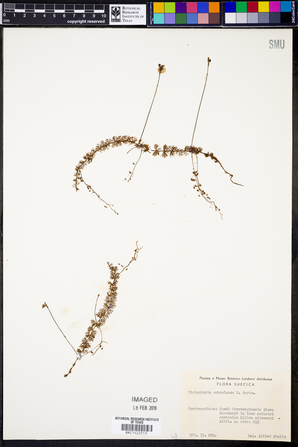 Utricularia ochroleuca image