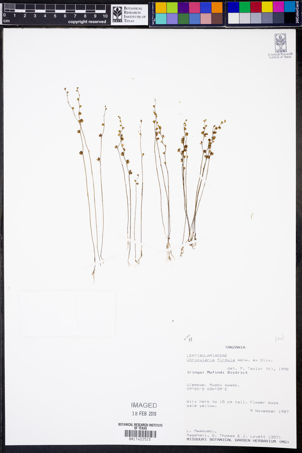 Utricularia firmula image