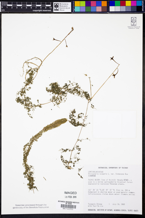 Utricularia × neglecta image