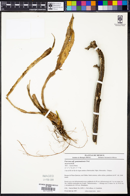 Furcraea guatemalensis image