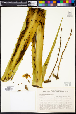 Furcraea guatemalensis image