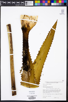 Furcraea guatemalensis image