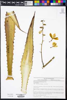 Furcraea guatemalensis image