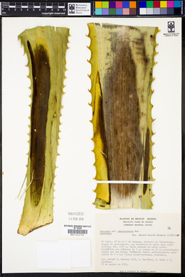 Furcraea guerrerensis image