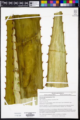 Furcraea guatemalensis image