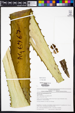 Furcraea guatemalensis image