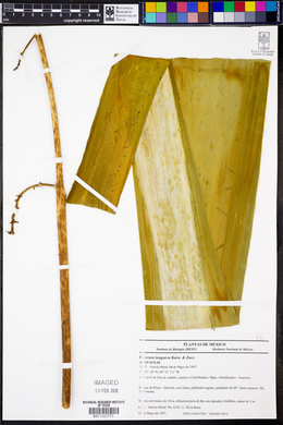 Furcraea longaeva image