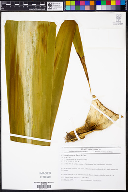 Furcraea longaeva image