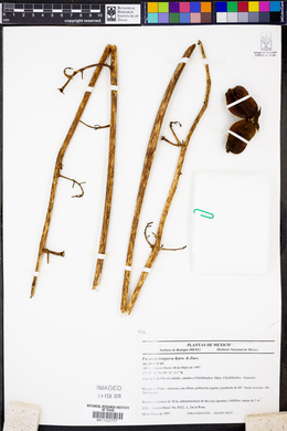 Furcraea longaeva image