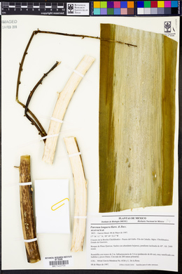 Furcraea longaeva image
