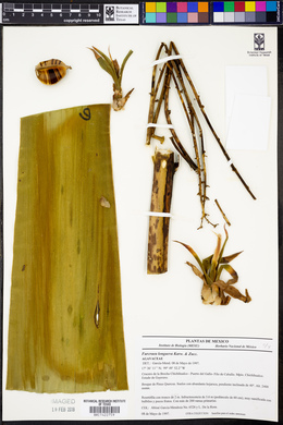 Furcraea longaeva image