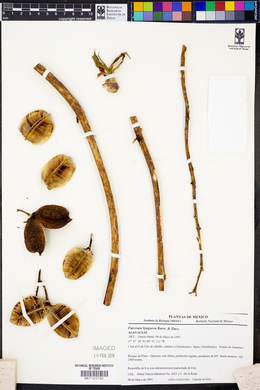Furcraea longaeva image