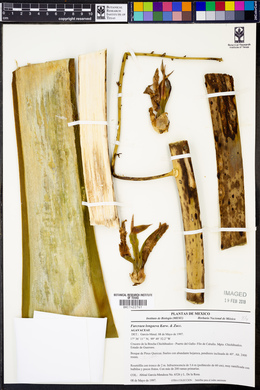 Furcraea longaeva image