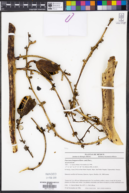 Furcraea longaeva image