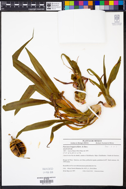 Furcraea longaeva image