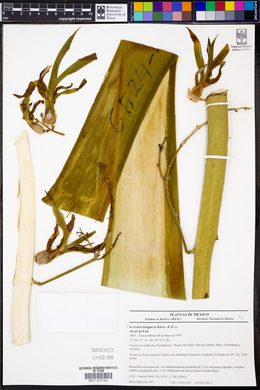 Furcraea longaeva image
