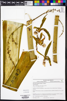 Furcraea longaeva image
