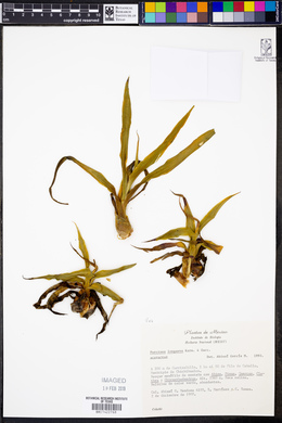 Furcraea longaeva image