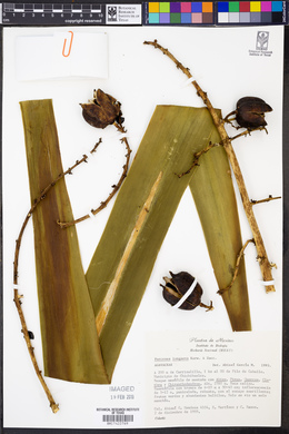Furcraea longaeva image