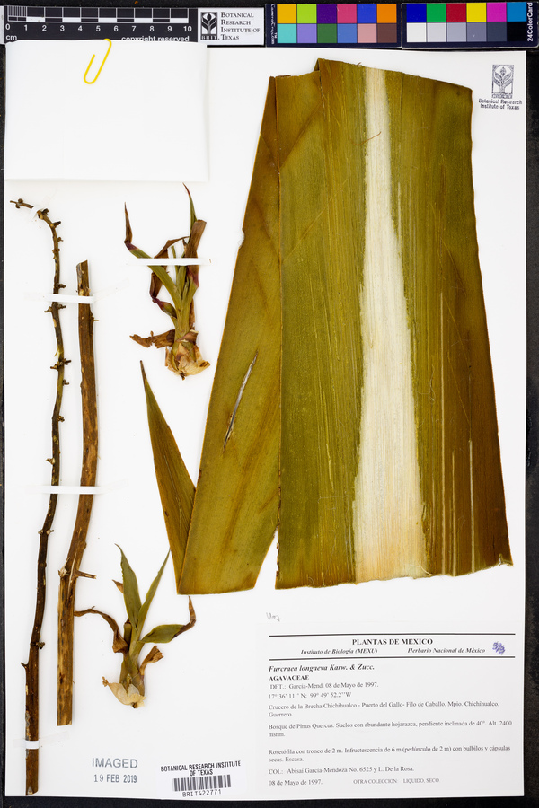 Furcraea longaeva image