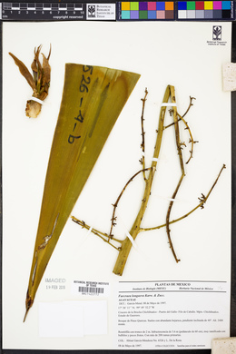 Furcraea longaeva image