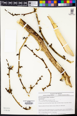 Furcraea longaeva image