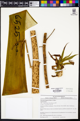 Furcraea longaeva image
