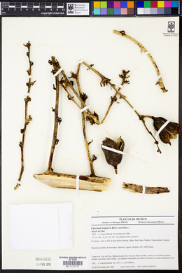 Furcraea longaeva image