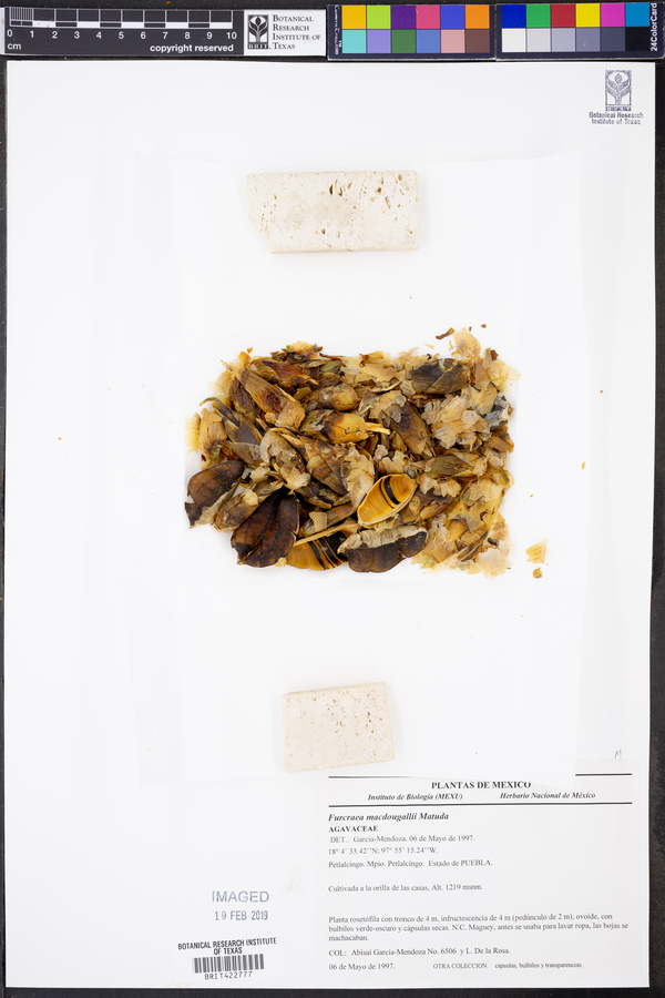 Furcraea macdougallii image