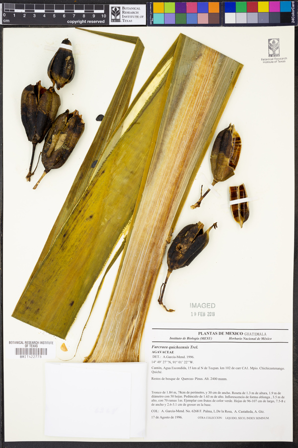 Furcraea quicheensis image