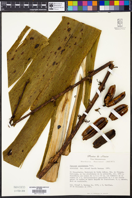Furcraea quicheensis image