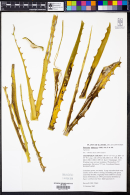 Furcraea tuberosa image
