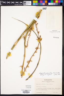 Hesperaloe parviflora image