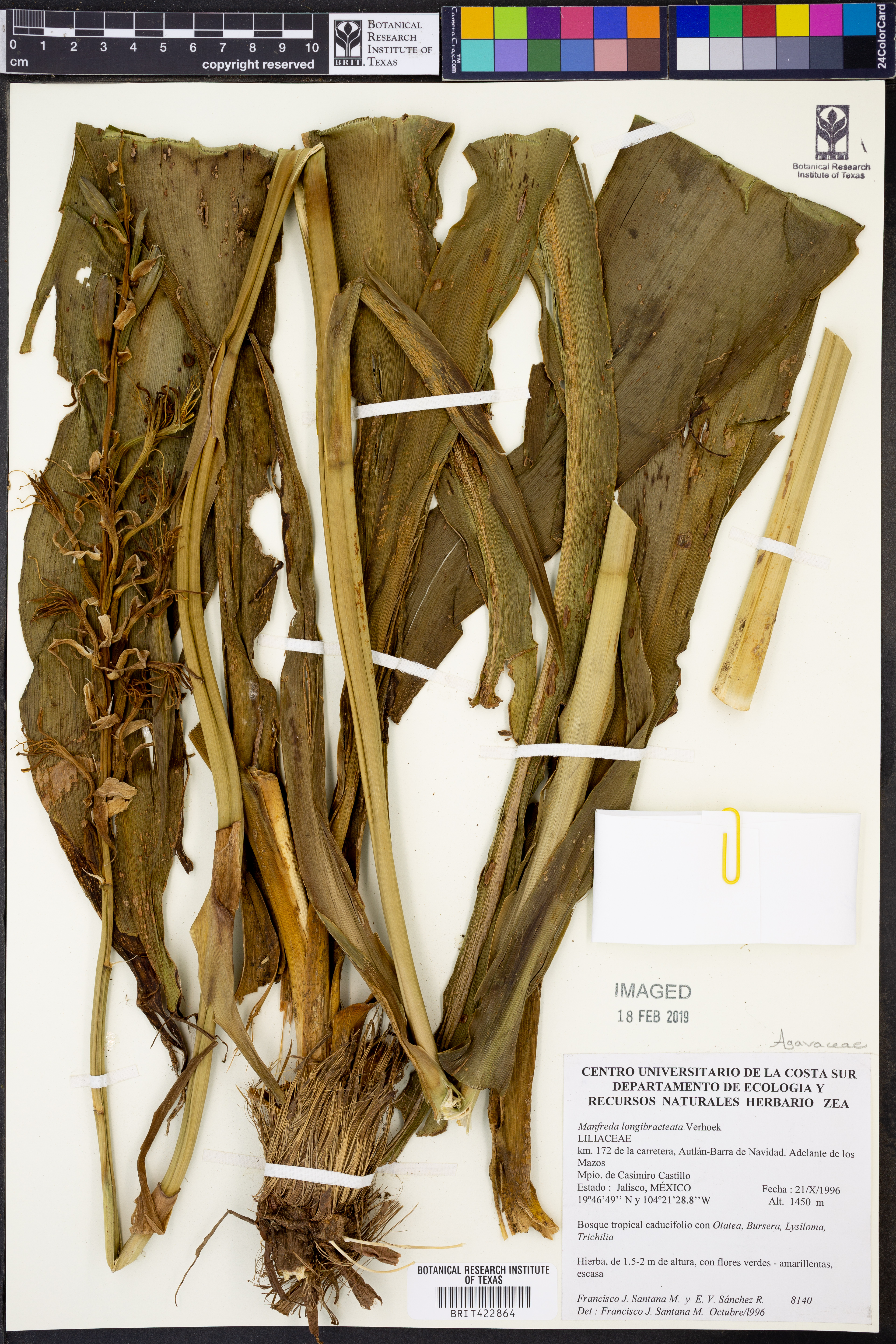 Agave longibracteata