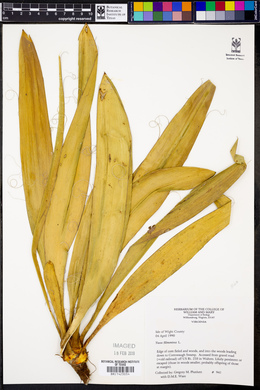 Yucca filamentosa image