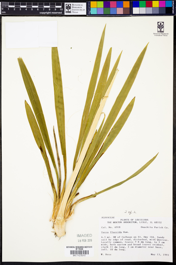 Yucca flaccida image