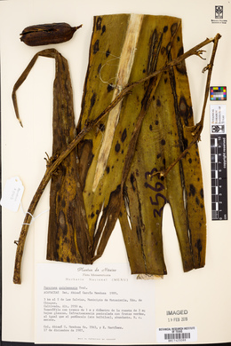 Furcraea quicheensis image