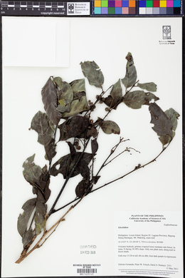 Image Associated With the Occurence