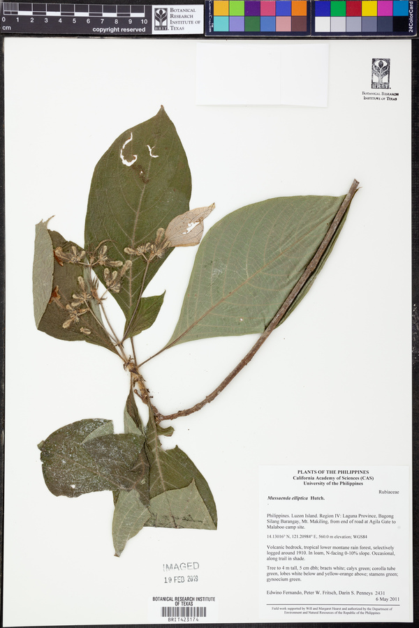 Mussaenda elliptica image