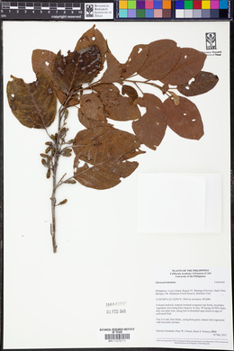 Litsea cordata image