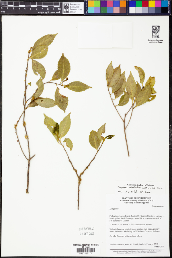 Symplocos celastrifolia image