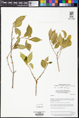 Symplocos celastrifolia image