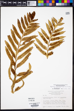 Asplenium scleroprium image