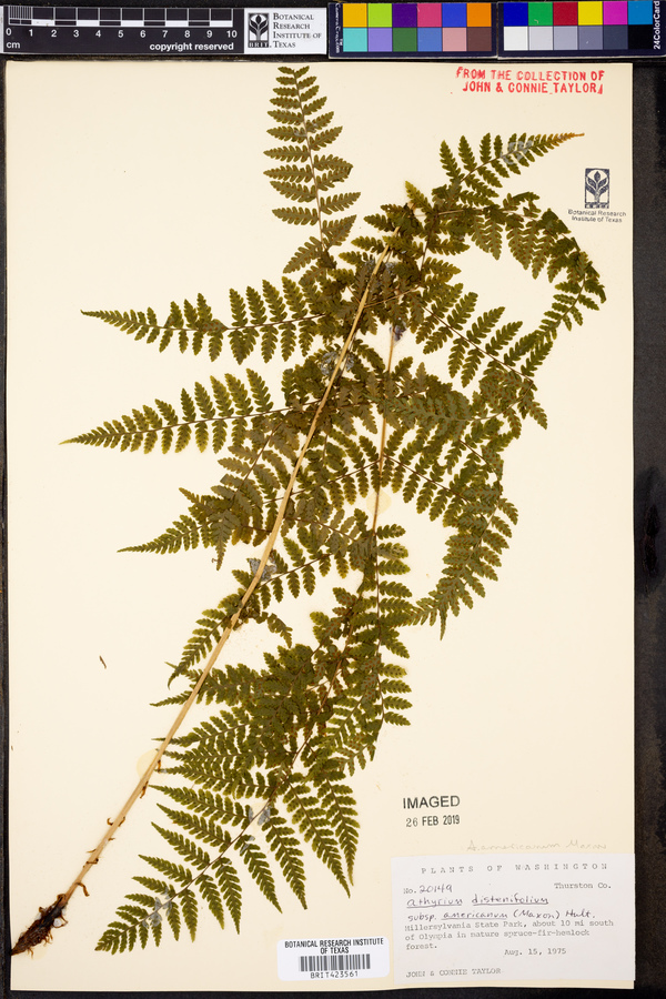 Athyrium americanum image