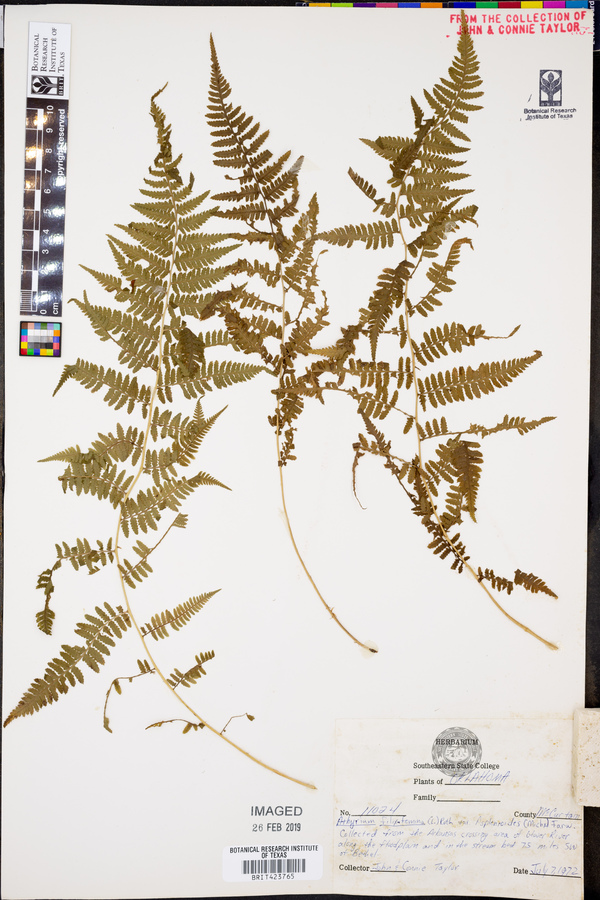 Athyrium filix-femina var. asplenioides image