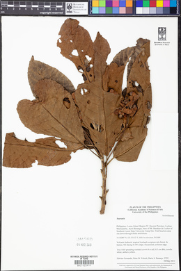 Image Associated With the Occurence